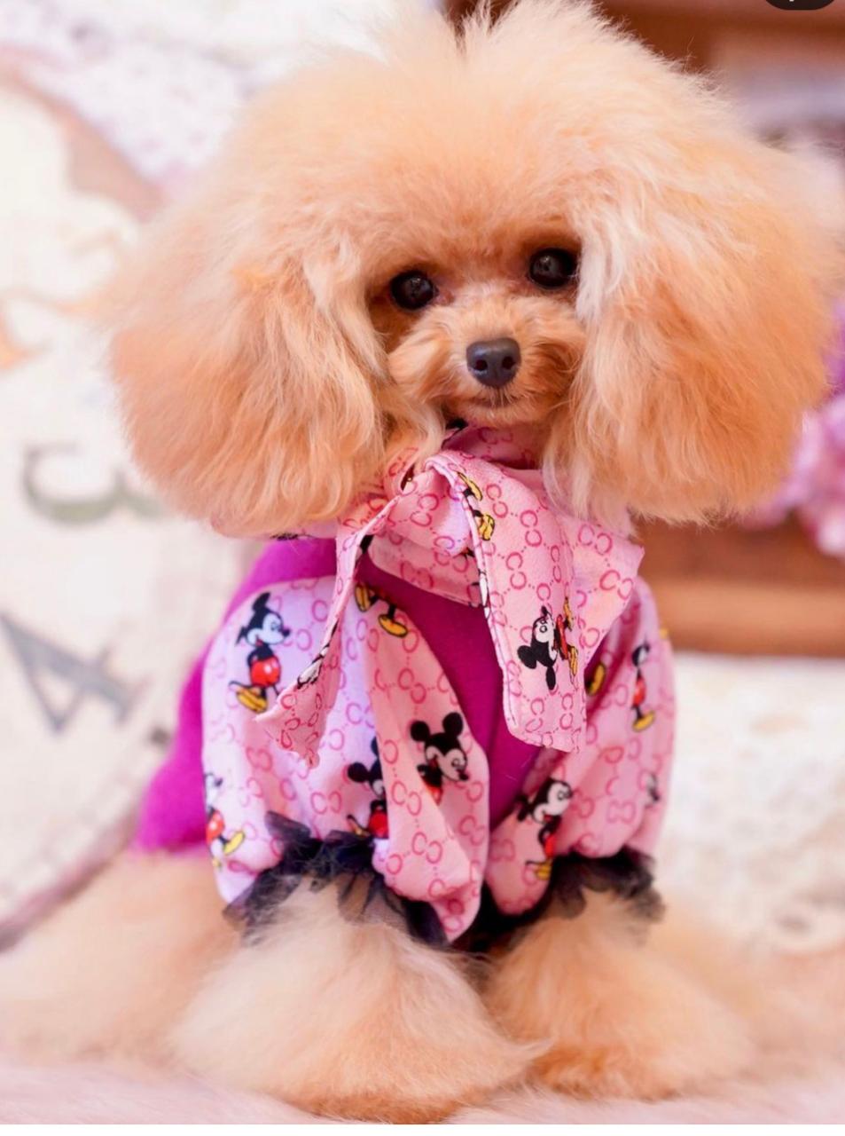 тедди пудель