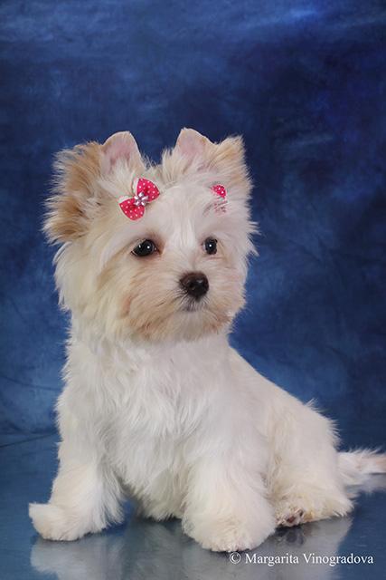 йоркширский терьер