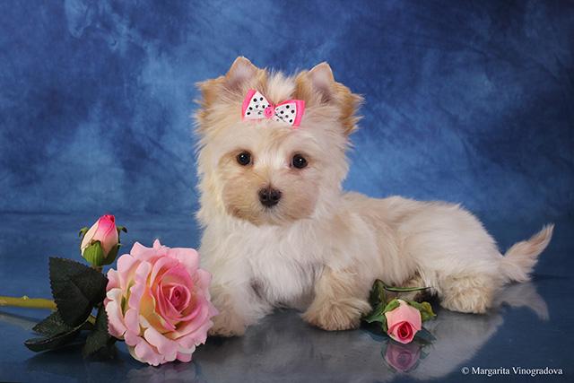 купить голддаст йорка