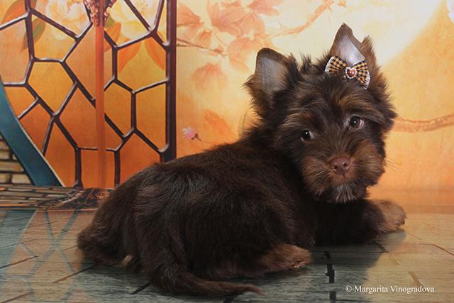 купить шоколадного йорка