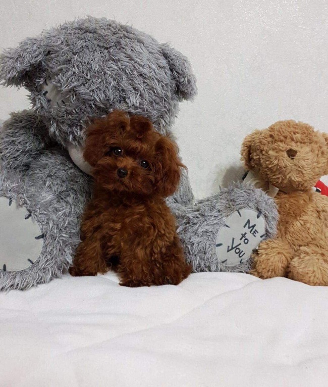 микро пудель