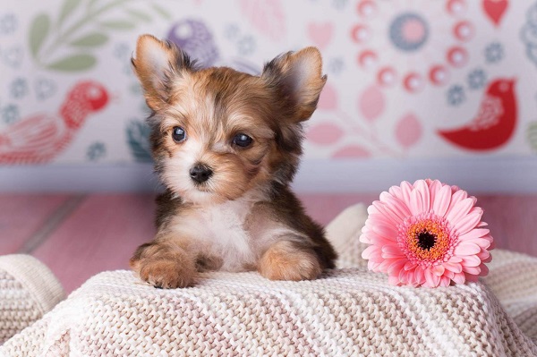 щенок блю мерль