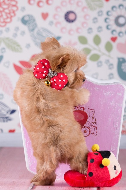 купить йорка в питомнике