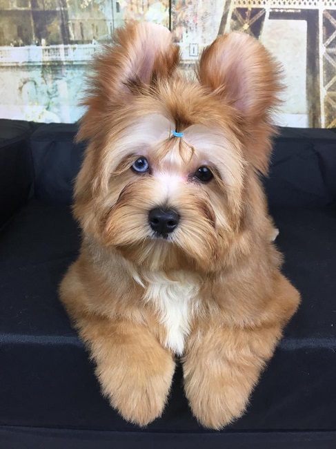 купить йорка в питомнике