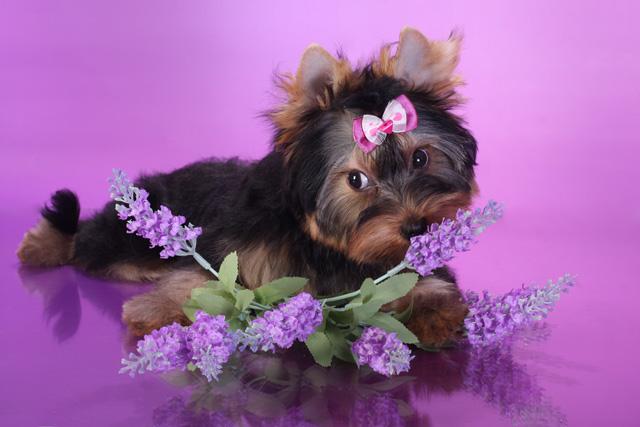 йоркширский терьер