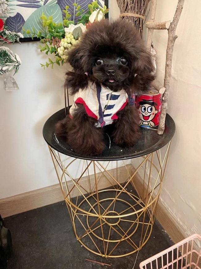 микро пудель