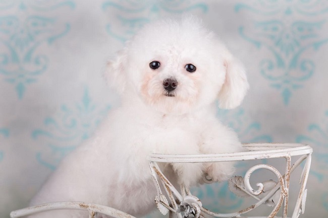 микро пудель