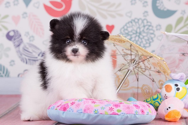 купить шпица