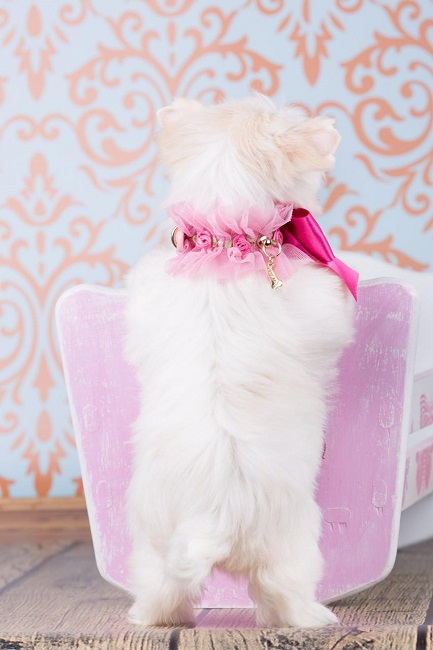 йоркширский терьер