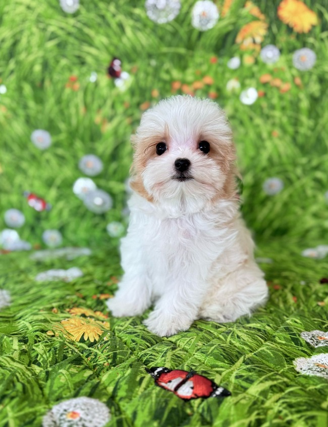 купить йорка в питомнике