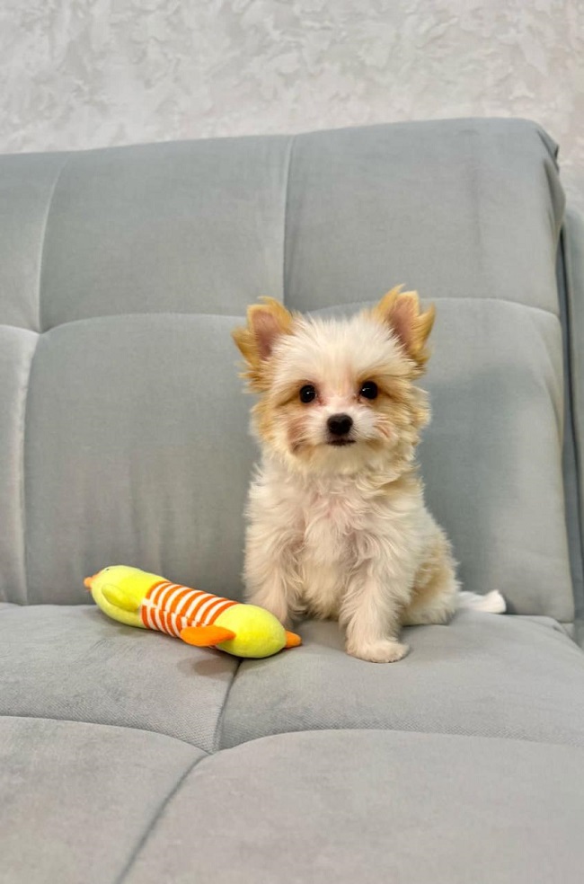 купить йорка в питомнике