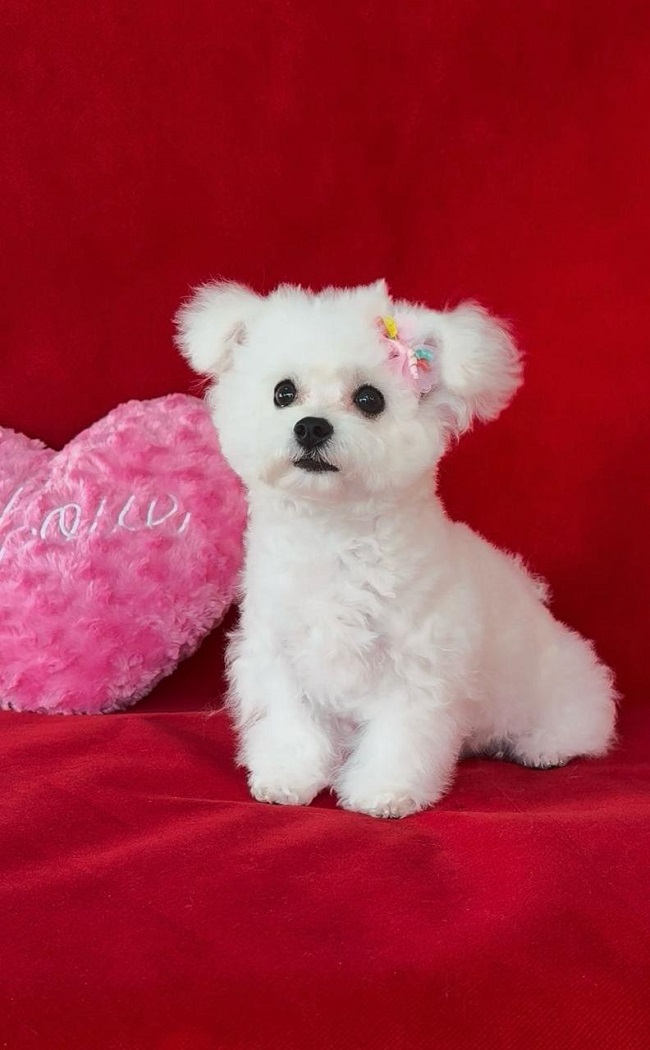 купить щенка бишон-фризе