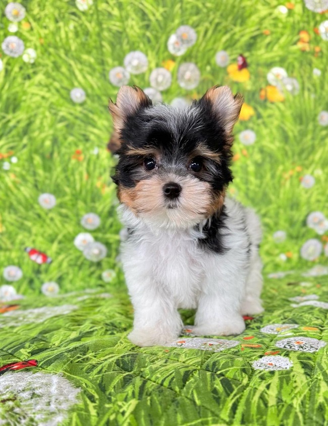 купить бивер йорка