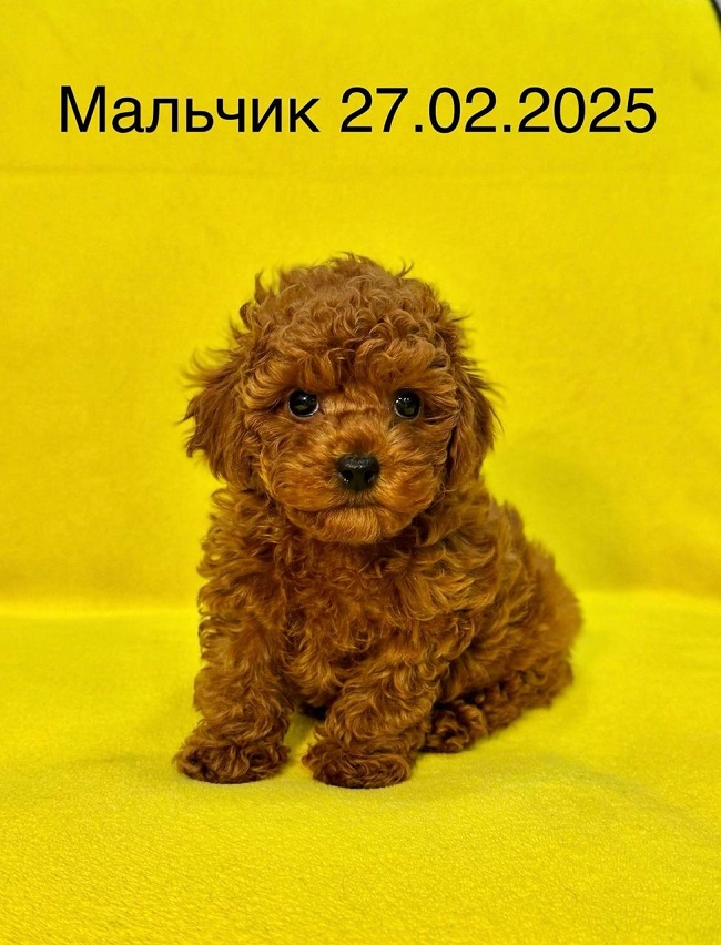 микро пудель