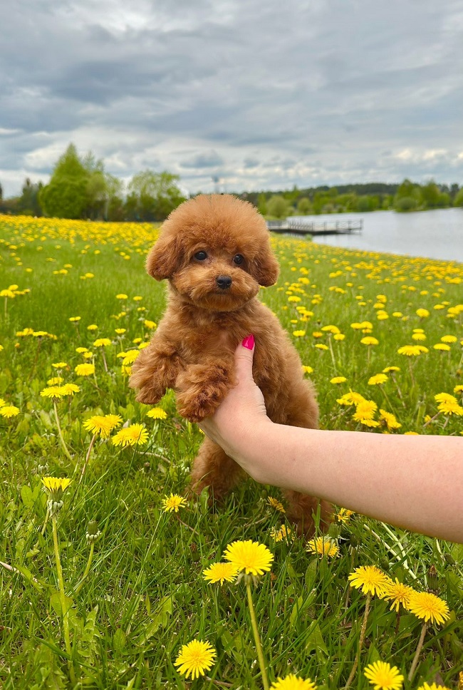 купить микро пуделя Тедди