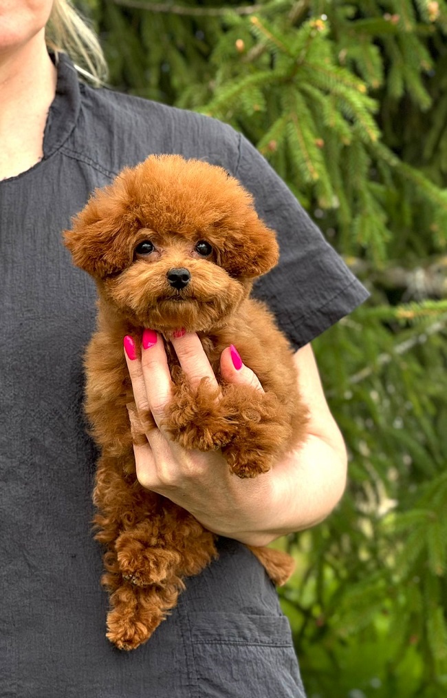 купить микро пуделя Тедди