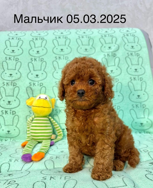 купить микро пуделя Тедди