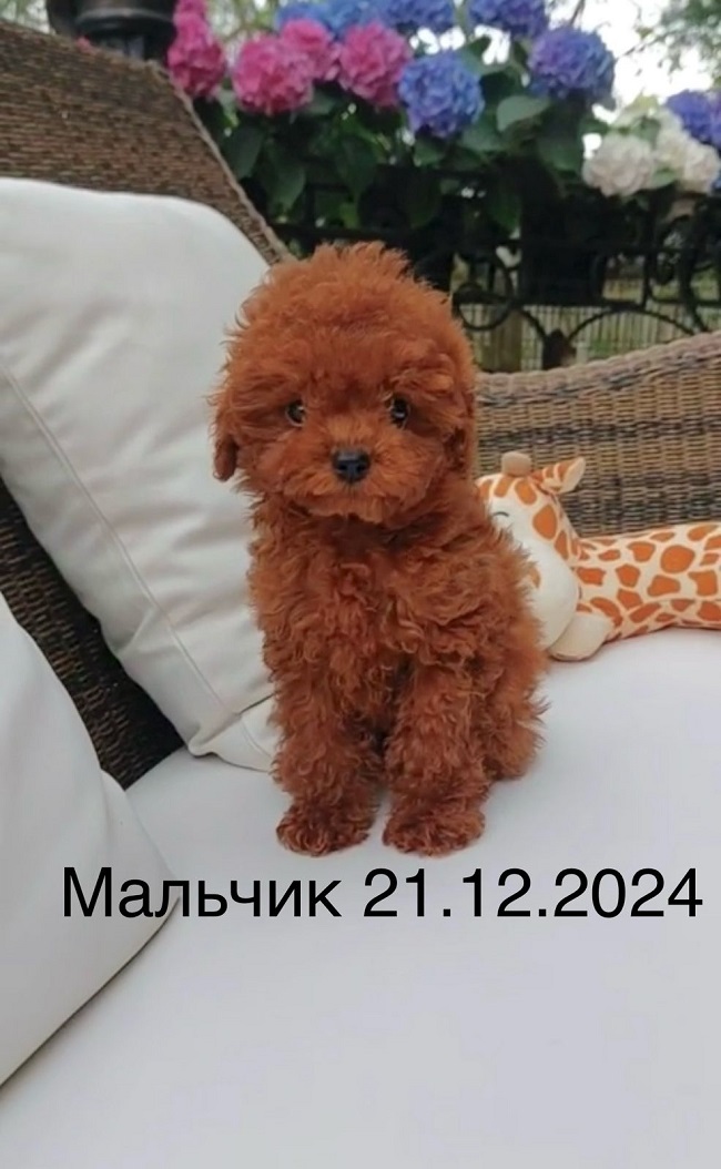 микро пудель