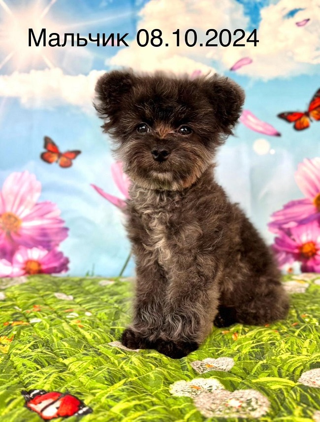 микро пудель