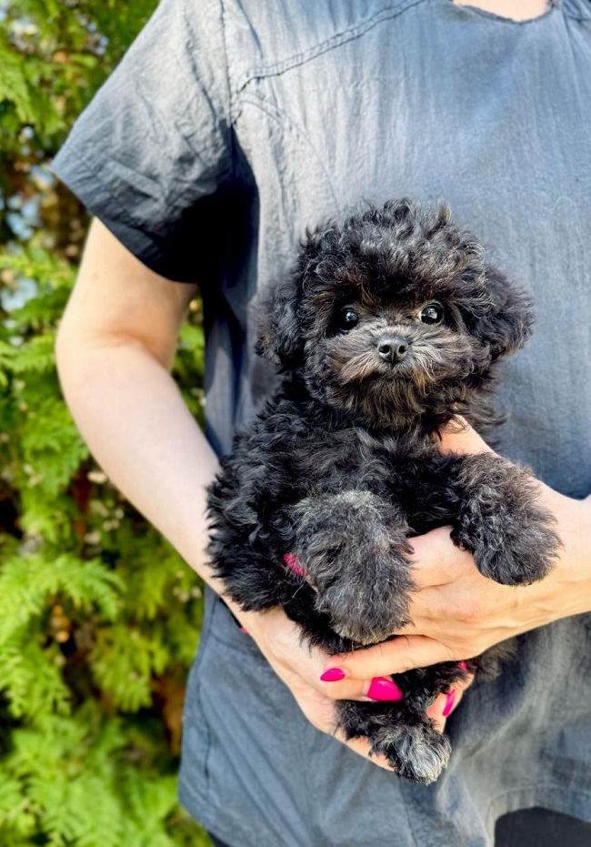 микро пудель