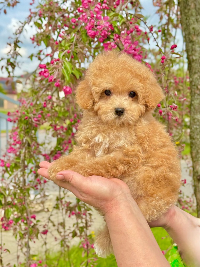 щенок мальтипу