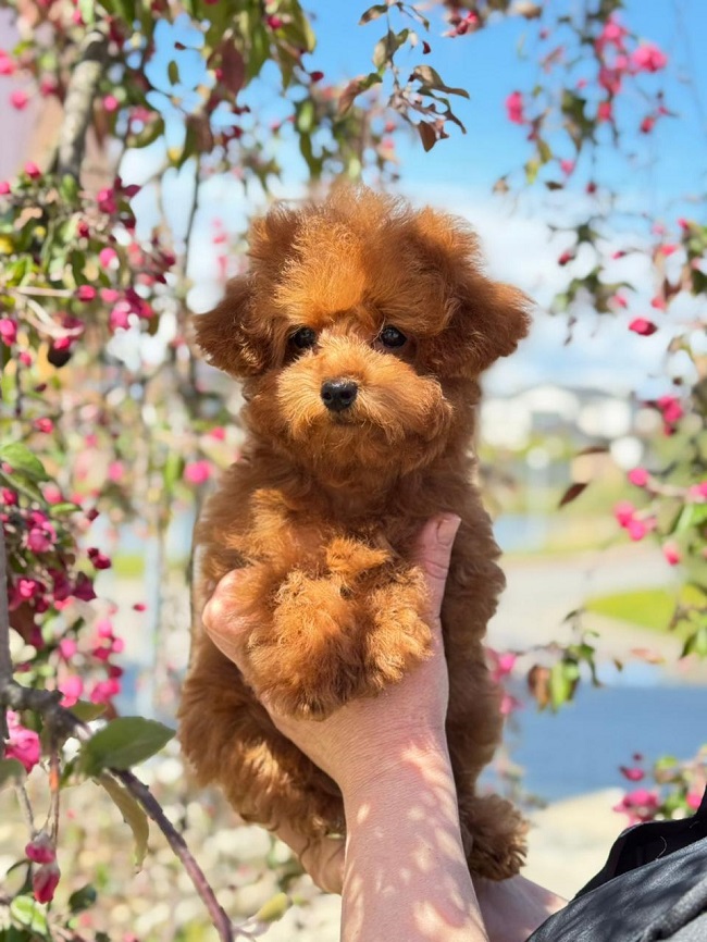 щенок мальтипу