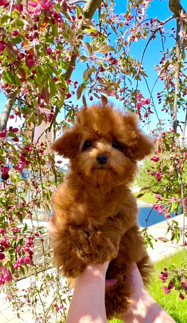 щенок мальтипу