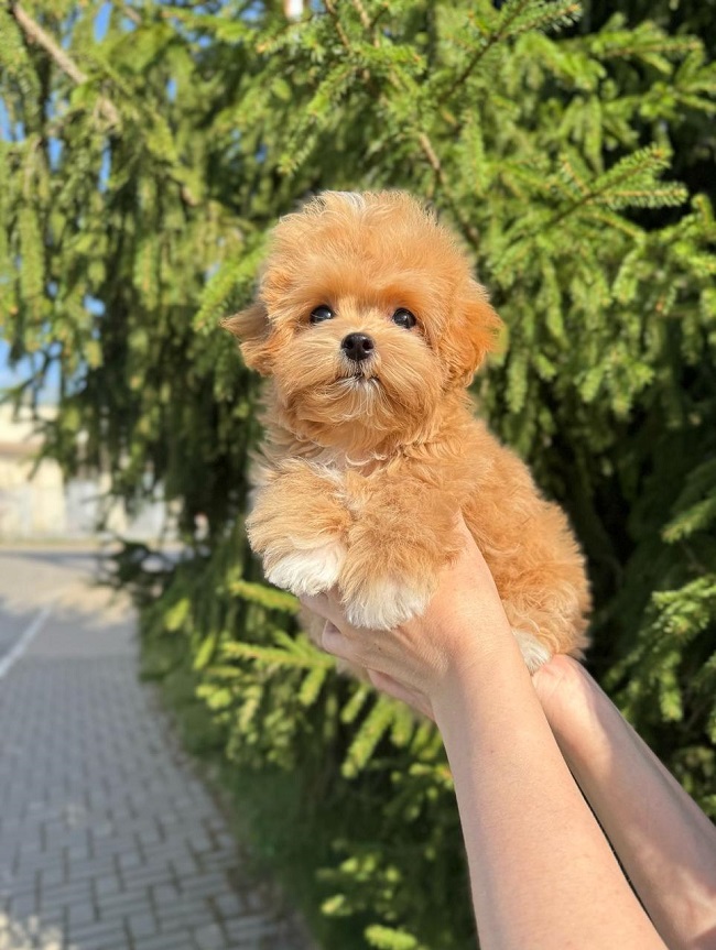 щенок мальтипу