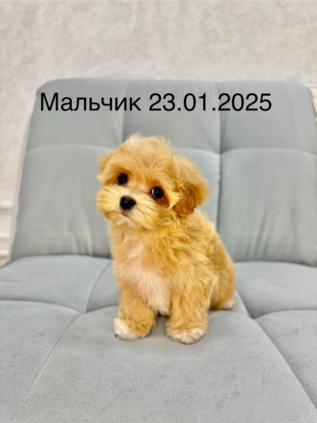 щенок мальтипу