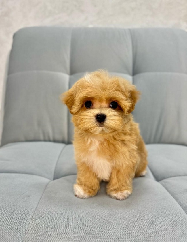 щенок мальтипу