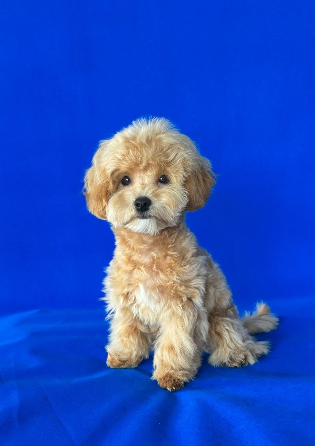 щенок мальтипу