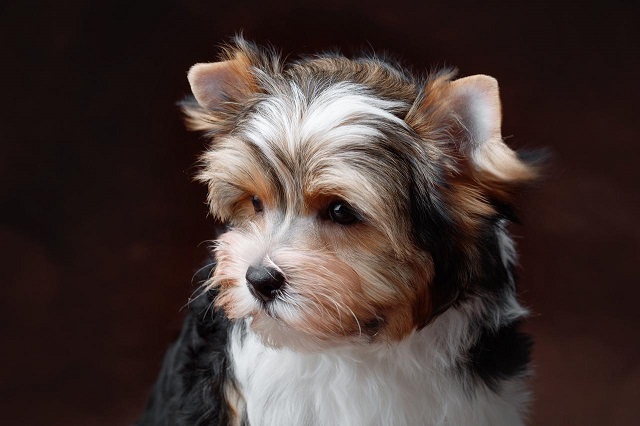 купить щенка бивер йорка в питомнике Москва