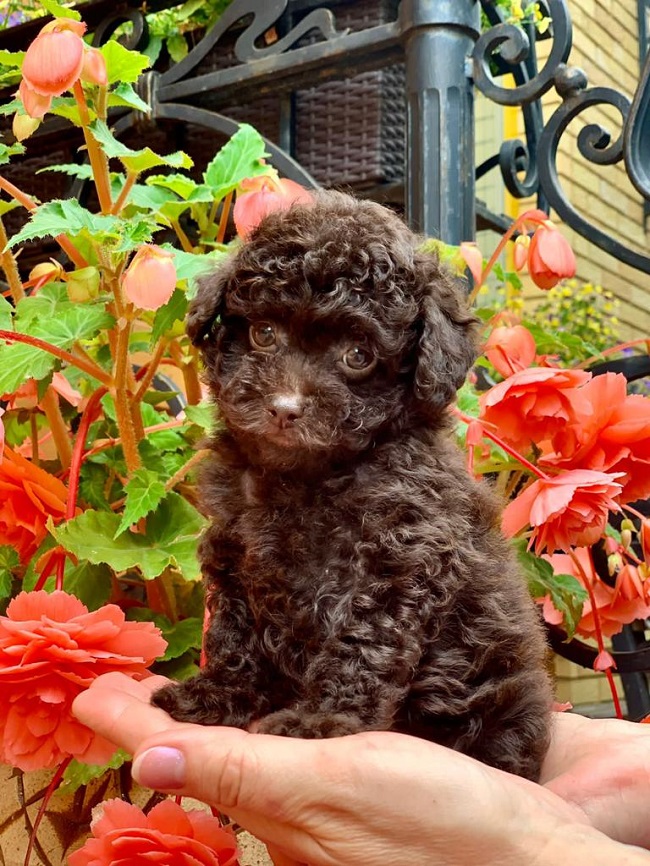 тедди пудель