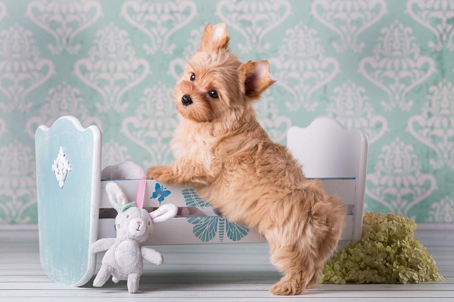 йоркширский терьер