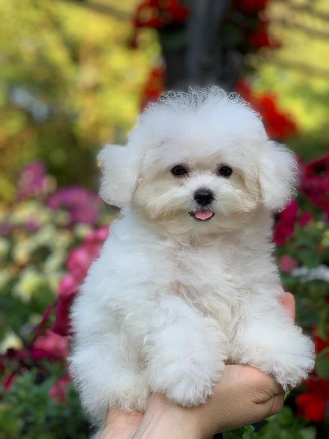 микро пудель