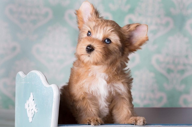 купить йорка в питомнике