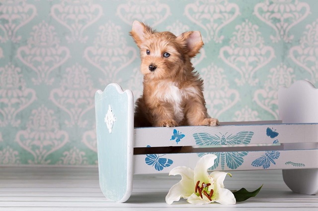 купить йорка в питомнике