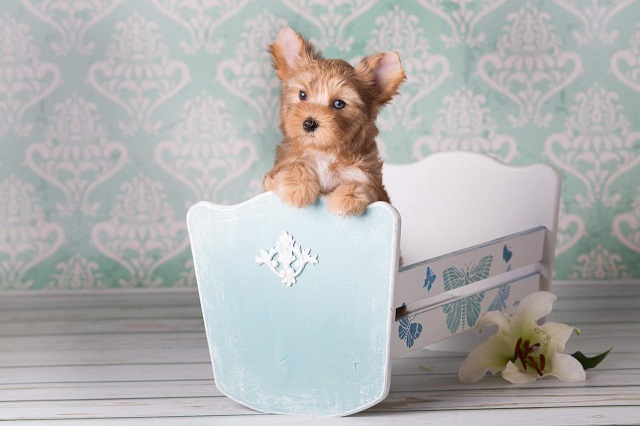 купить йорка в питомнике