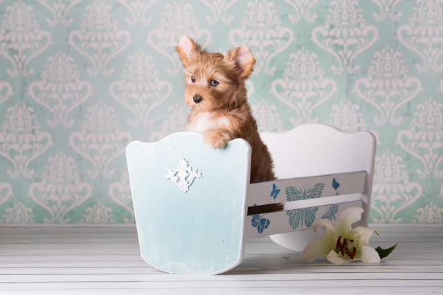 купить йорка в питомнике