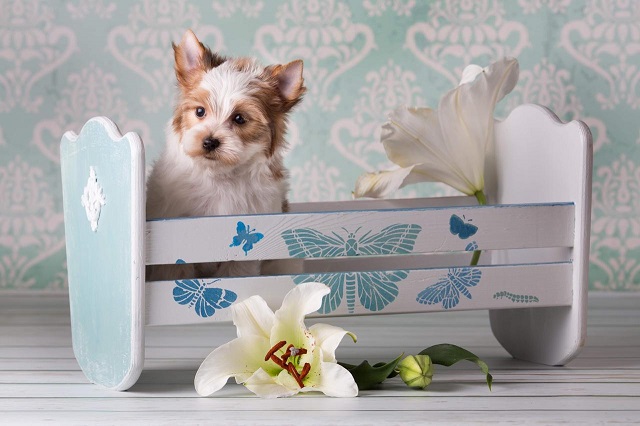 купить йорка в питомнике