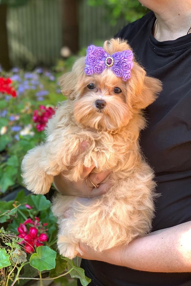 щенок мальтипу