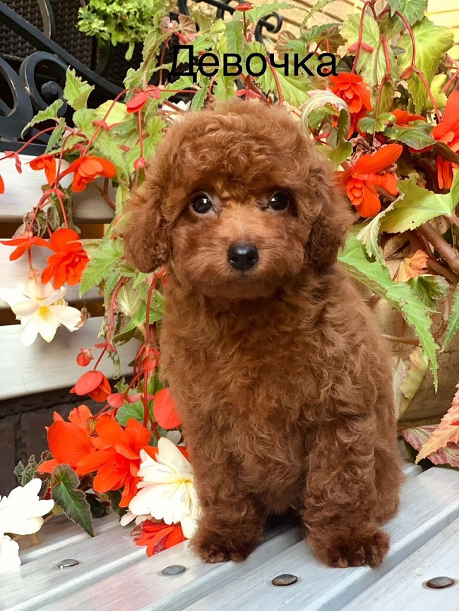 купить микро пуделя Тедди