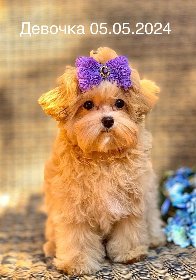 щенок мальтипу