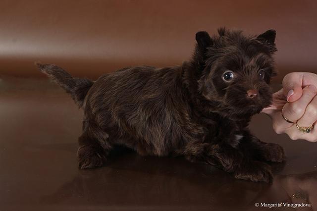 купить шоколадного йорка