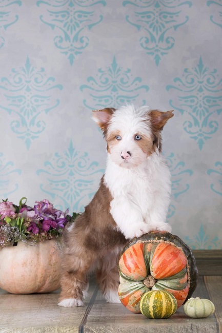 Blueberry йоркширский терьер