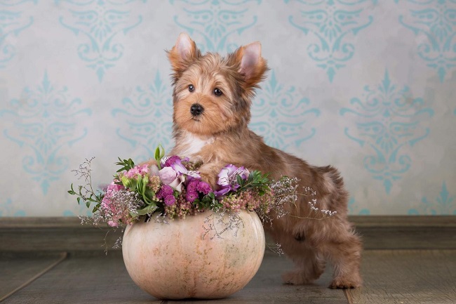 йоркширский терьер