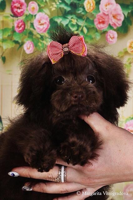 микро пудель