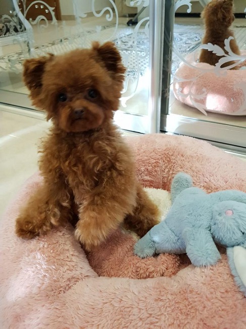 микро пудель