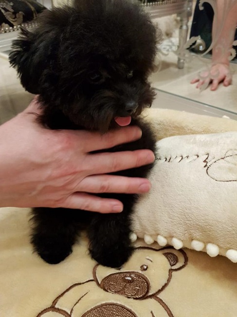 микро пудель