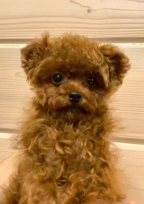 микро пудель